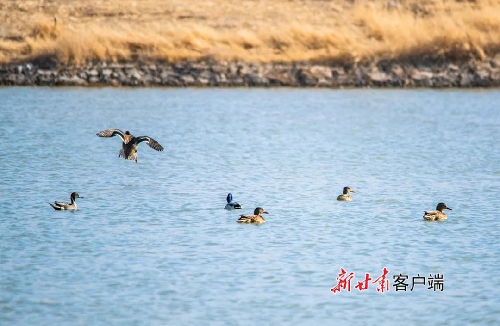 敦煌党河湿地野鸭