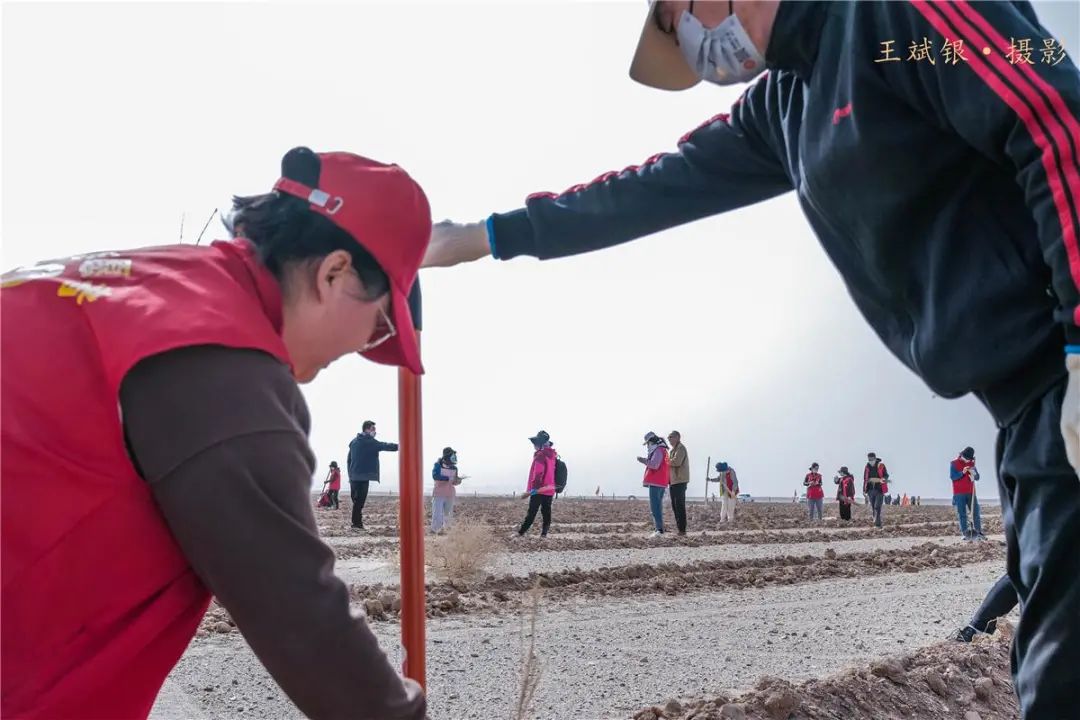 敦煌文旅系统春季植树绿化戈壁荒滩