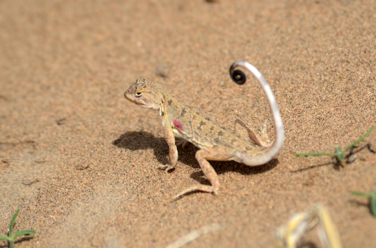 罗布泊无人区生物